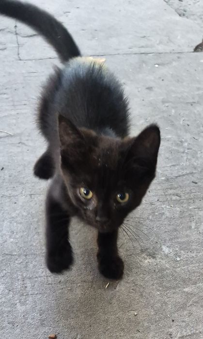Котики безоплатно