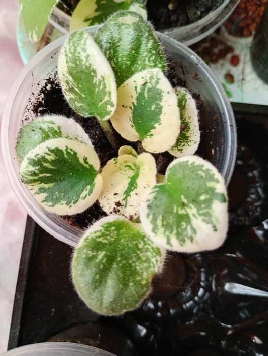 Продам набір з 4 фіалок .