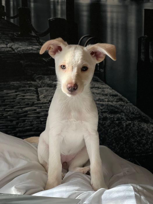 Дівчинка шукає родину