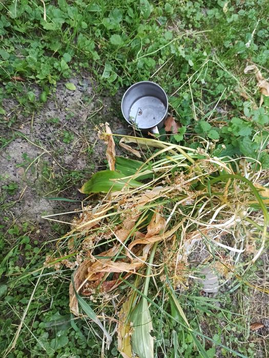 Насіння черемші, дикий часник ведмежа цибуля