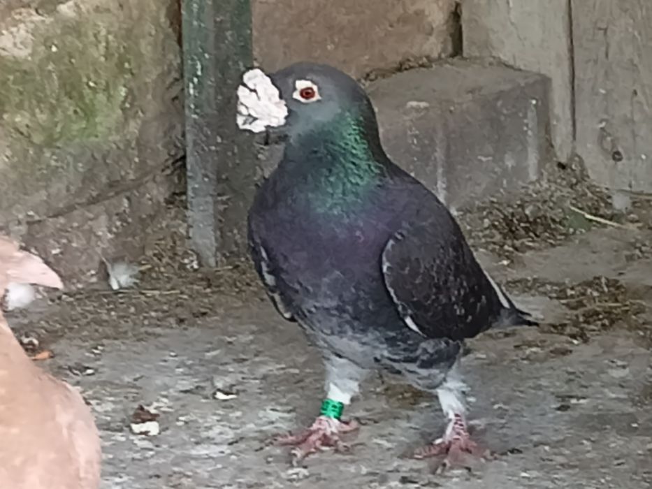 Gołębie staropolskie