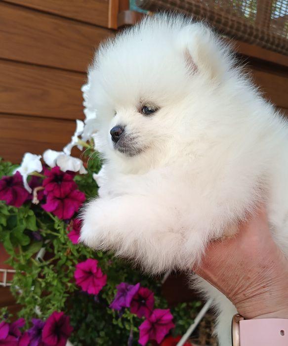 Szpic miniaturowy Pomeranian piesek