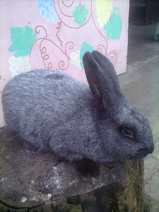 Полтавське срібло