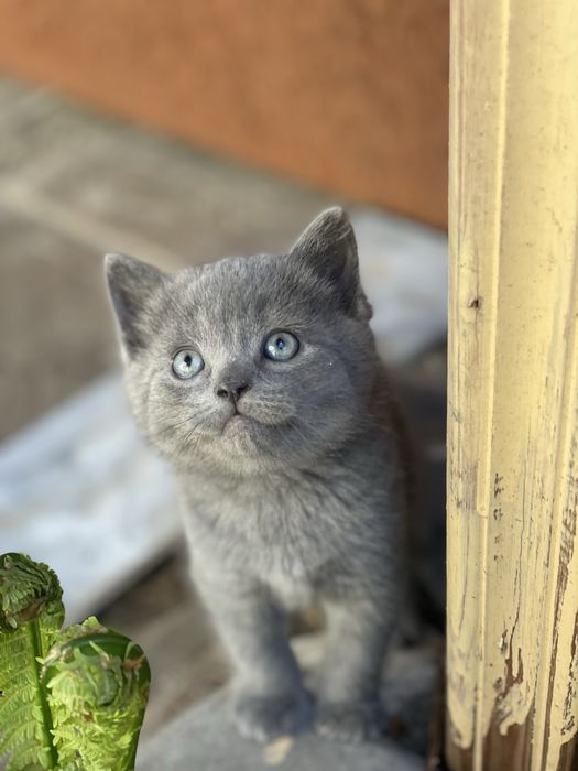 Пухнасті кошенята , котята , котики від британської довгошерстої киці
