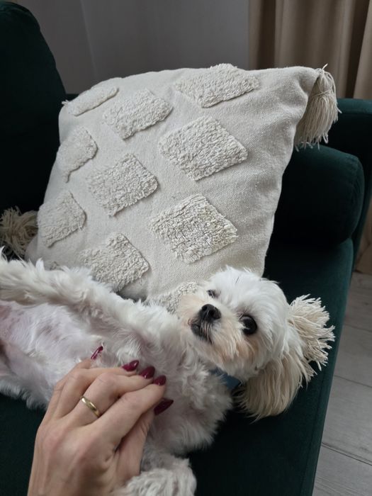 Maltańczyk - reproduktor