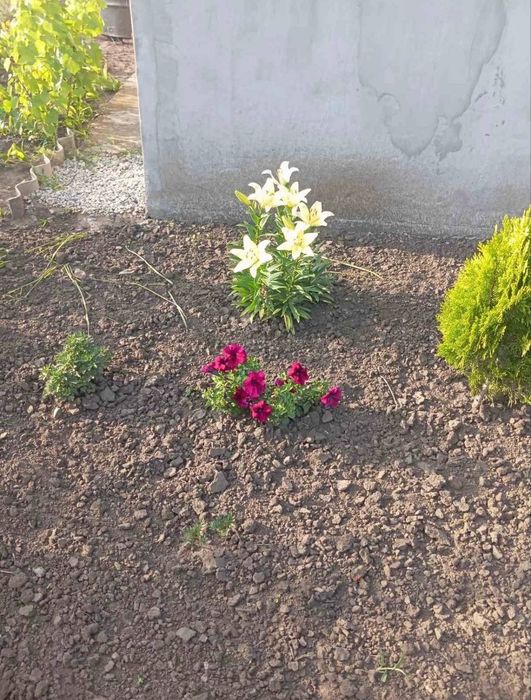 Прибирання ділянок, дворів,покос трави