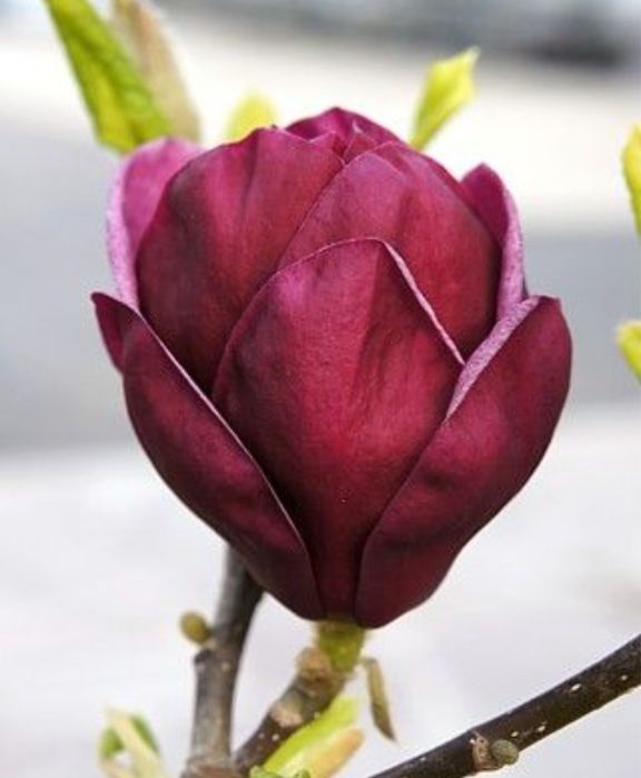 Магнолія Джені (Magnolia 'Genie')