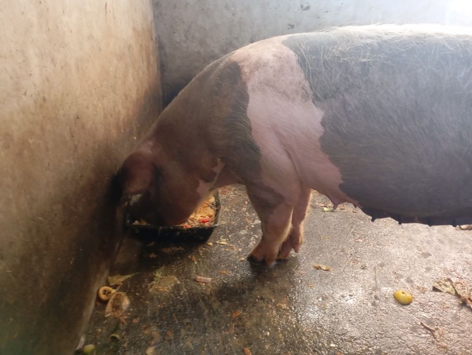 Porca bisara 2 anos