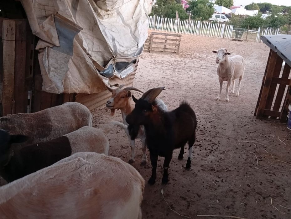 Bode anão com dois anos