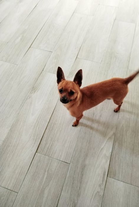 Pincher Miniatura macho 1 ano