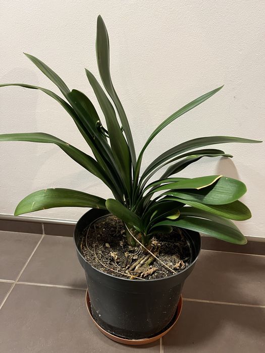 Kliwia pomarańczowa