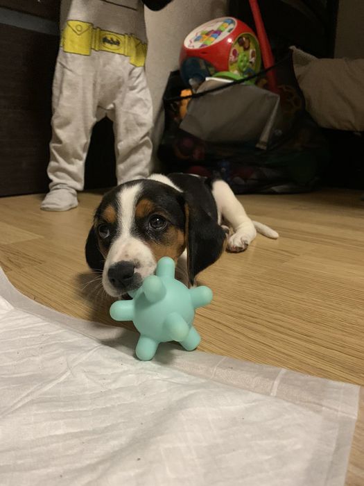 Бигль  песик мальчики