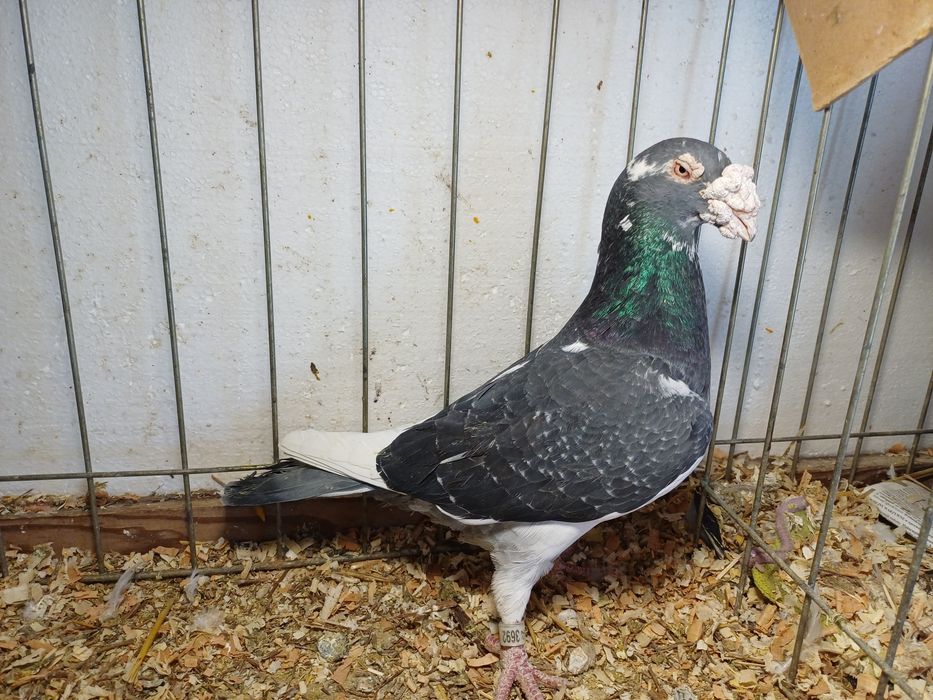 Golebie staropolskie