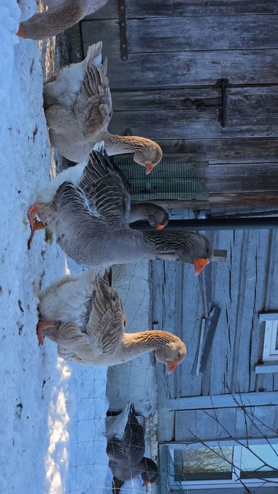 Gęsi tuluskie młode