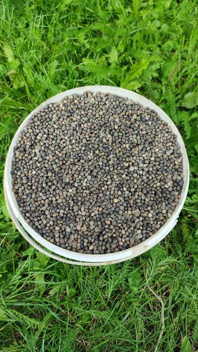 Wyka 3zł Proso 1.20