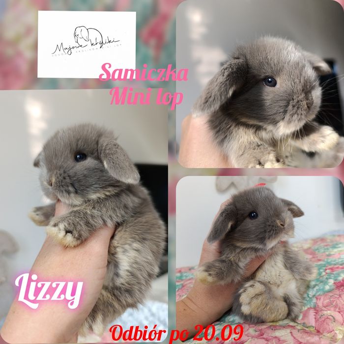 Królik króliczek mini lop hodowla zarejestrowana 910-P