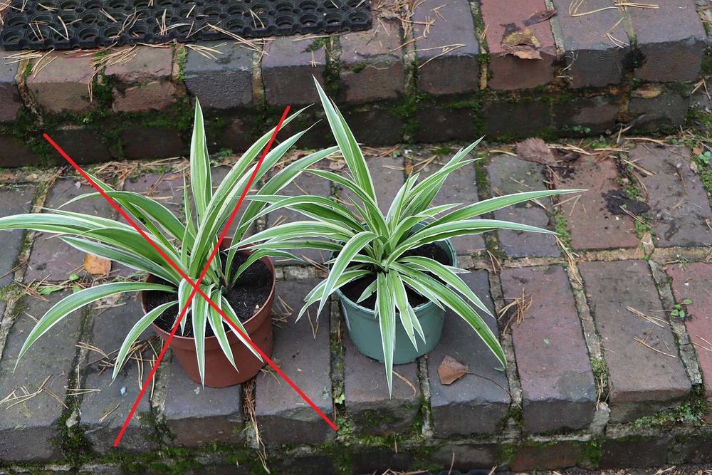 Zielistka 'ATLANTIC' (jedna sztuka)