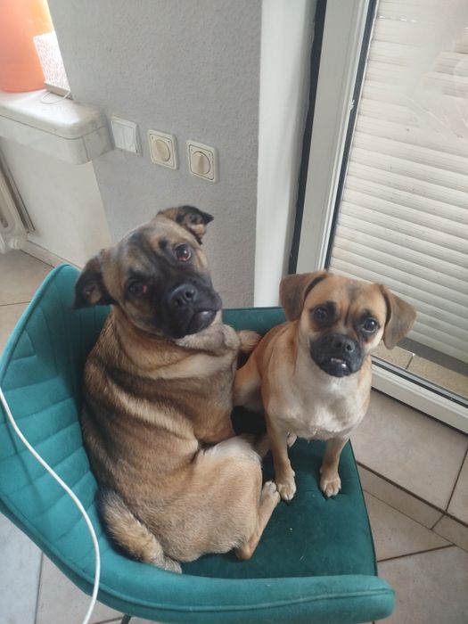 Oddam psiaki kundelki