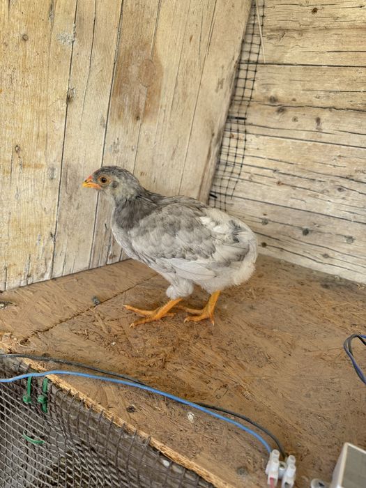 Pintos Marans e Araucana