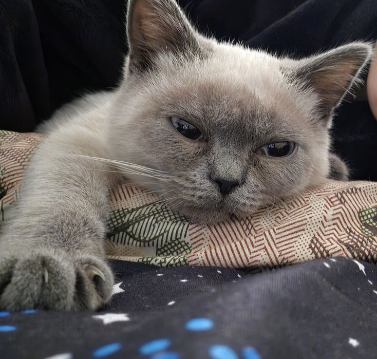 Шукаю котика для вязки ,шотландця або британця