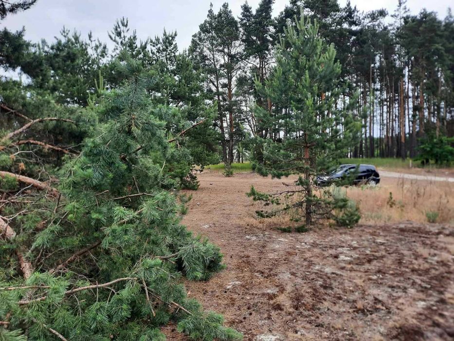 Продаж земельної ділянки з виходом до лісу, Вища Дубечня