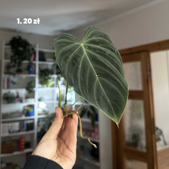 Philodendron splendid szczepki