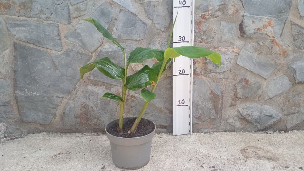 Anoneira e gengibre de jardim