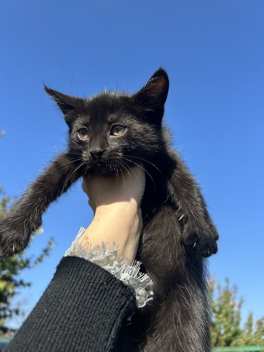 Віддам в добрі руки