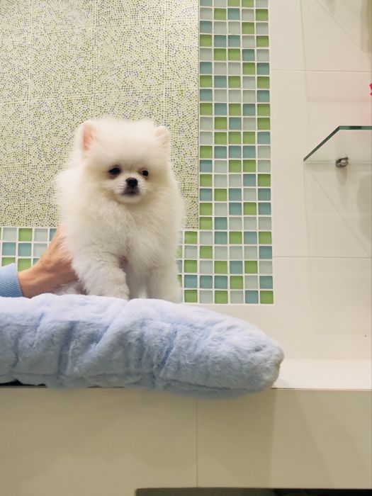 Білосніжний міні хлопчик померанський шпіц