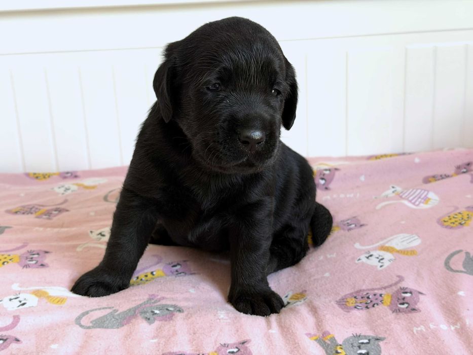 Sunia, suczka czarna labrador retriever. Badania Genetyczne!