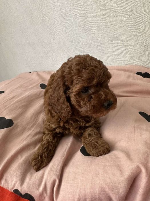 Той пудель,Ред браун