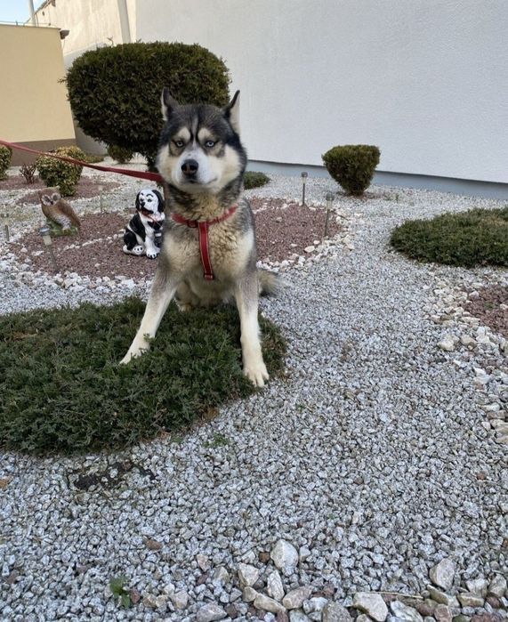 Husky Syberyjski