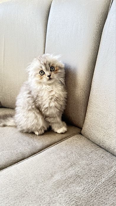 Продам скотиш фолд