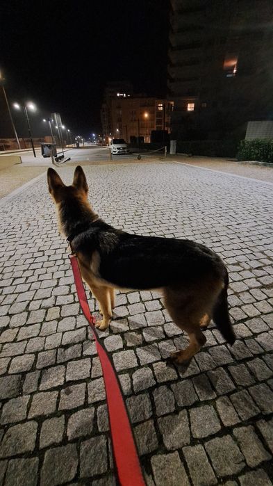 Adoção Responsável: Roma, Pastora Alemã, procura nova família