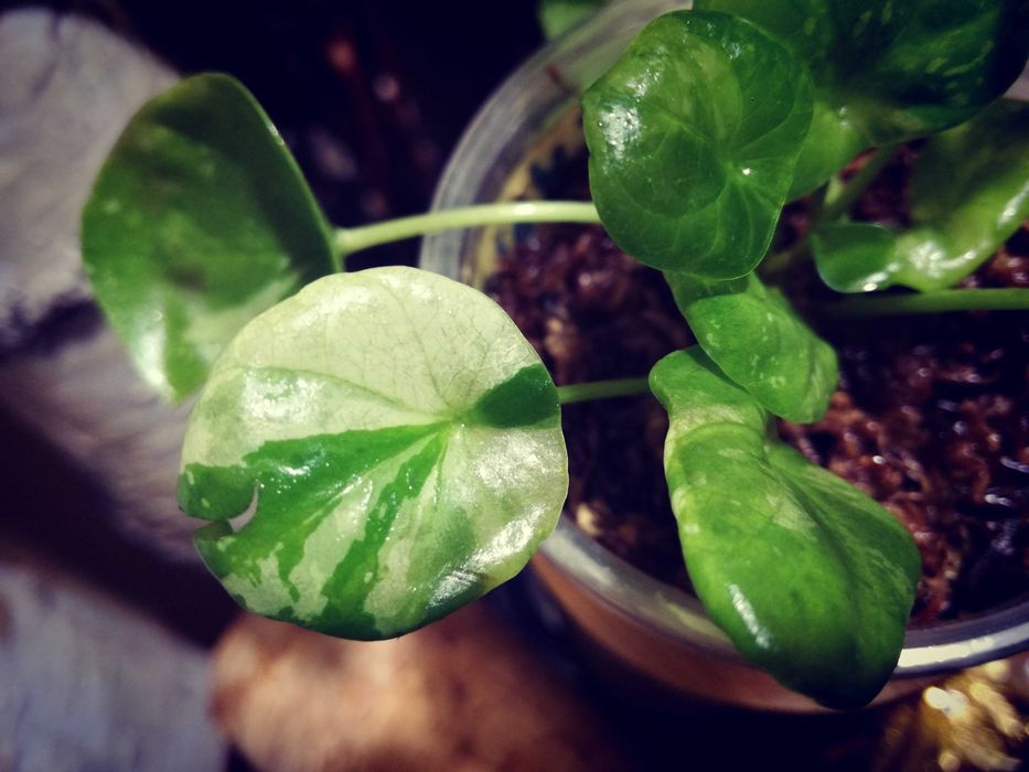 Pilea Albo Variegata roś UNIKAT Drzewko Szczęścia i pieniędzy monstera