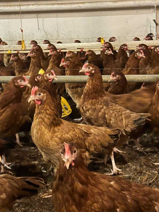 Kury nioski Rosa z wolnego wybiegu. Leghorn z jajkiem. Dowóz Gratis.