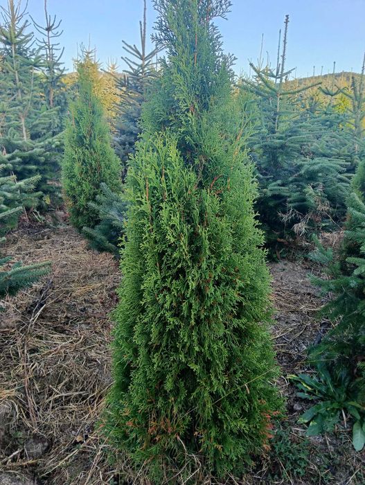 Thuje szmaragd wys. 150 cm - likwidacja szkółki