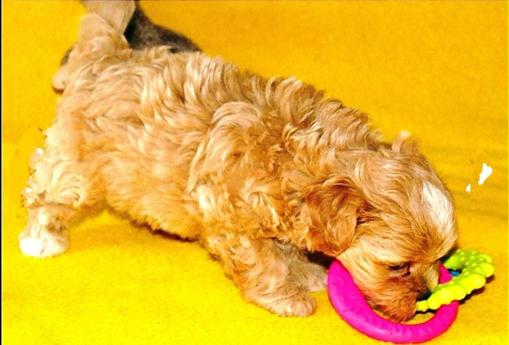 Мальтипу ф-1 професійне розведення