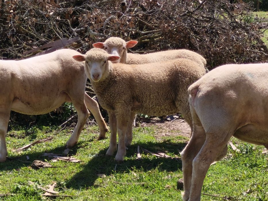 Borregos machos Ilê de france 6 meses
