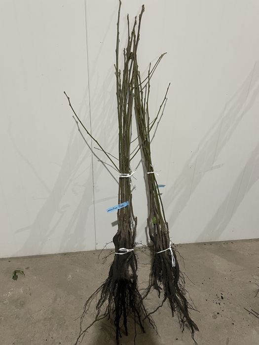 Саджанці плодових дерев / Саженцы плодовых деревьев / ОПТ / Дропшипінг