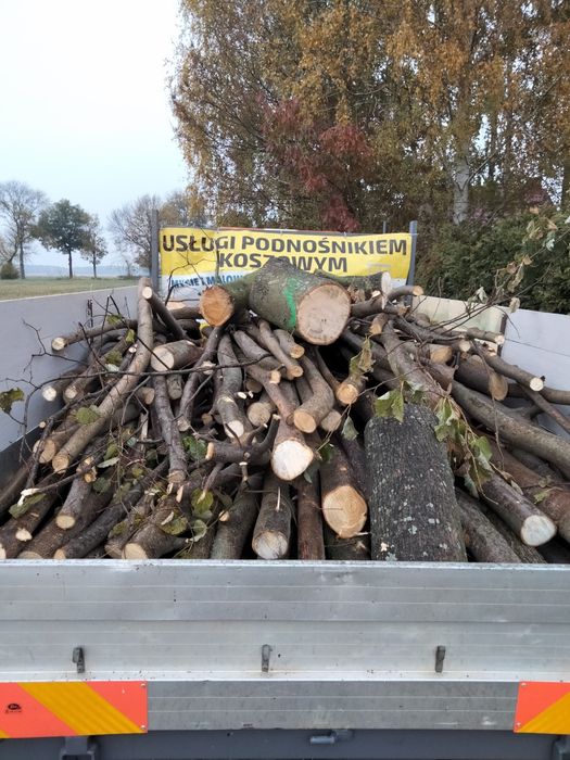 Wycinka i pielęgnacja drzew