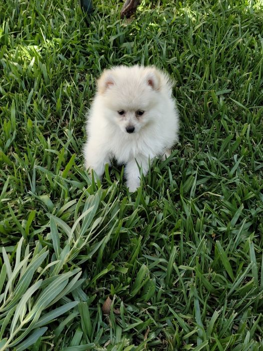Spitz alemão macho