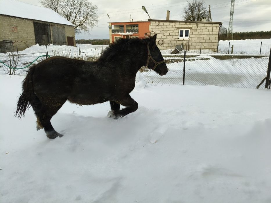 Klaczka klacz źrebak