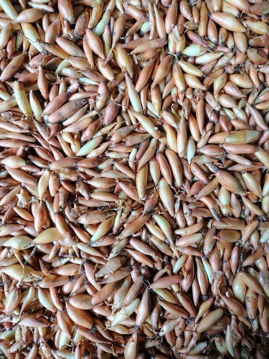 Цибуля сіянка тиканка Радар, Штуттгарт, Стурон, Чеботарський, Сноубол,