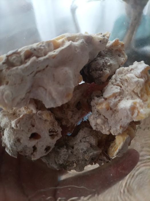 Żywica sosnowa 60 gr