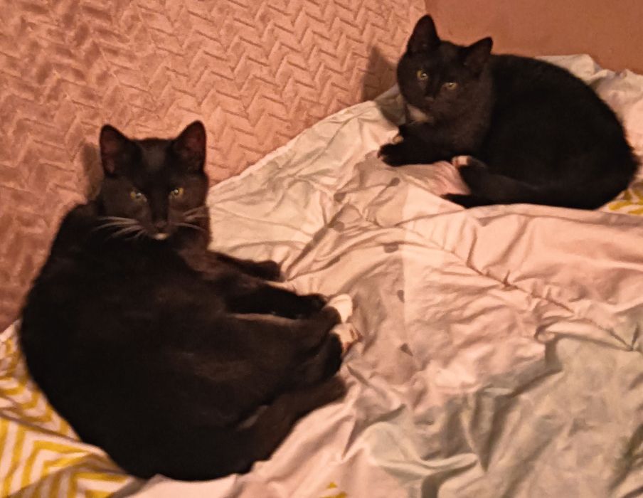 Oddam kotki w dobre ręce