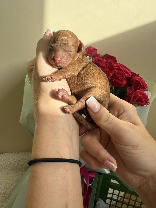 Мультипу 2 міс чіп