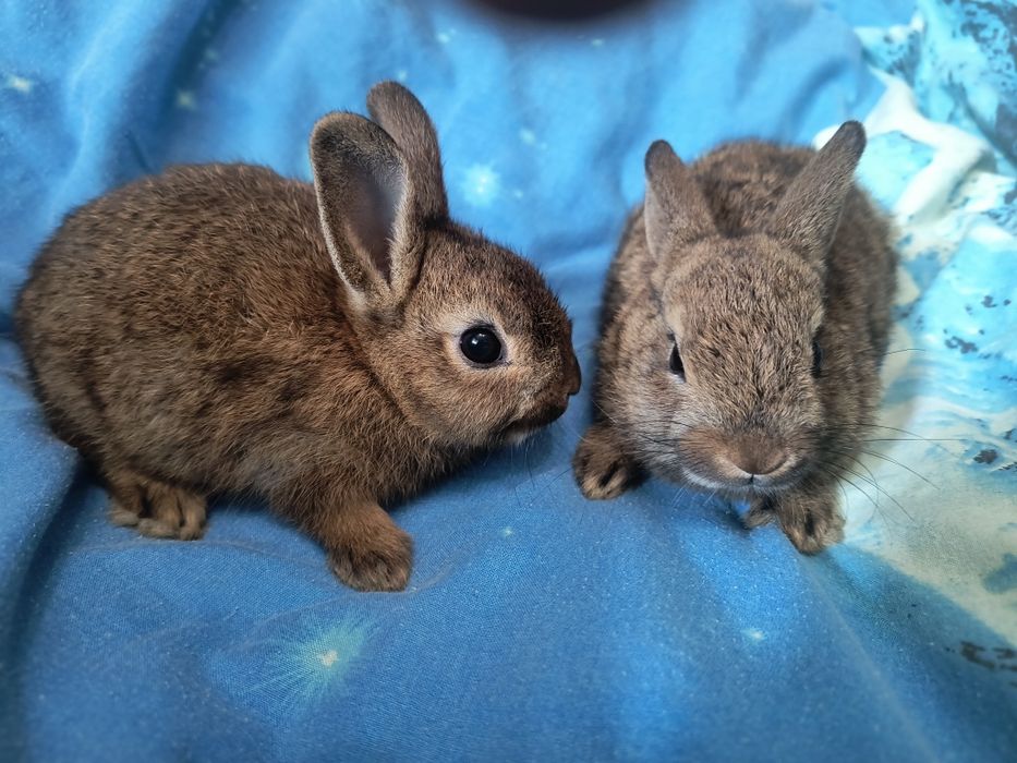 Кролик Мини и Карликовий
