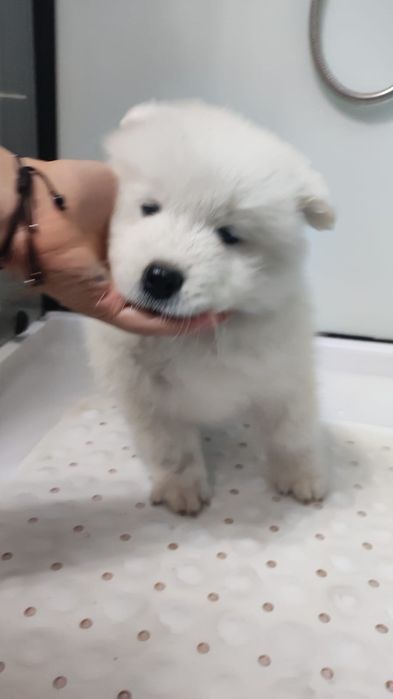 gotowa Samoyed ZKwP badania FCI Samojed DOMOWY