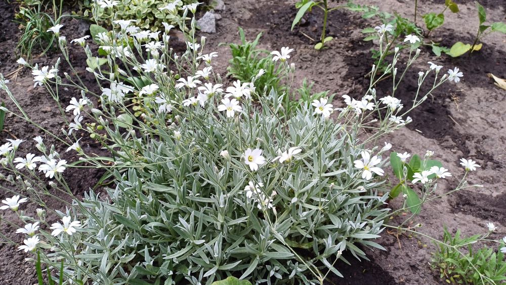 Грунтопокривні квіти